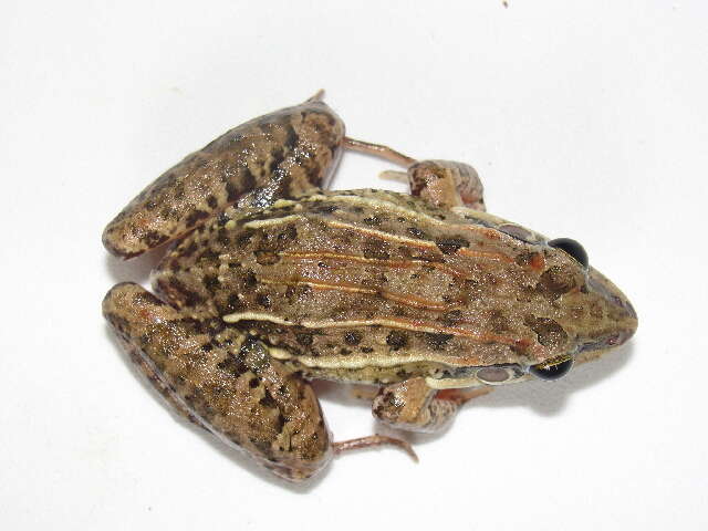 Image of rufous frog