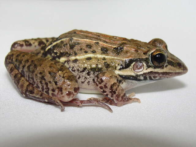 Image of rufous frog