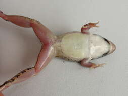 Image of rufous frog