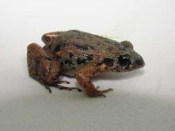 Image of Lowland Tropical Bullfrog