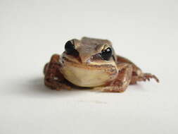 Image of Amazonian White-lipped Frog