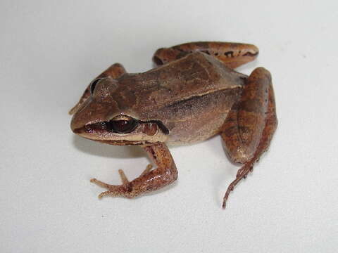 Image of Amazonian White-lipped Frog