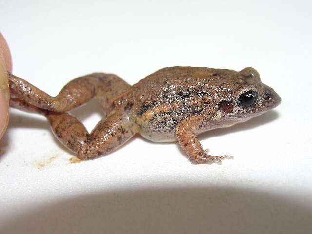 Image of Lowland Tropical Bullfrog