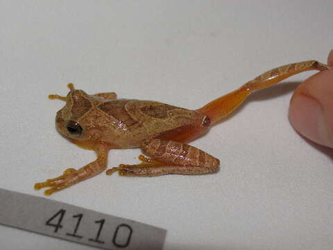 صورة Dendropsophus stingi (Kaplan 1994)