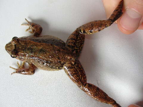 Image of Leptodactylus colombiensis Heyer 1994