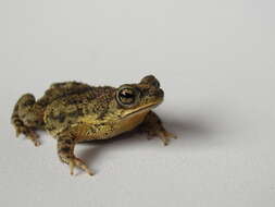 Image of Common Lesser Toad