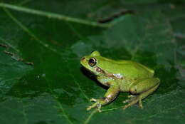 Image of Dendropsophus molitor (Schmidt 1857)