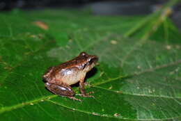 Image of Pristimantis savagei (Pyburn & Lynch 1981)