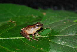 Image of Pristimantis savagei (Pyburn & Lynch 1981)