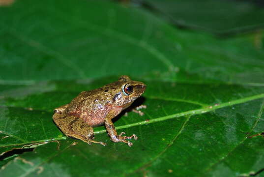 Image of Pristimantis carranguerorum (Lynch 1994)