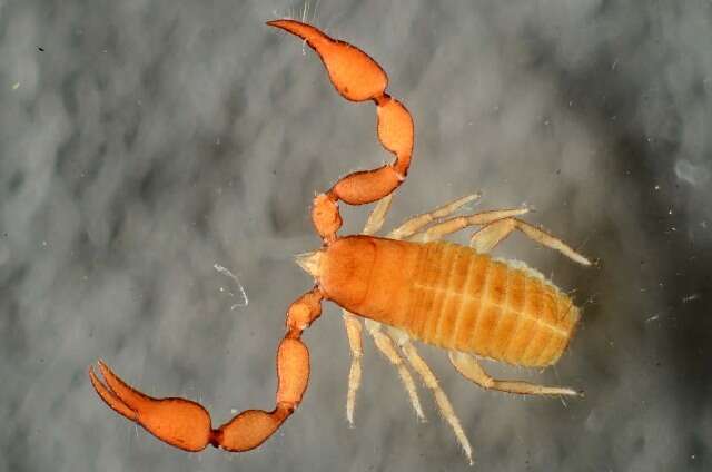 Image of Chelicerates