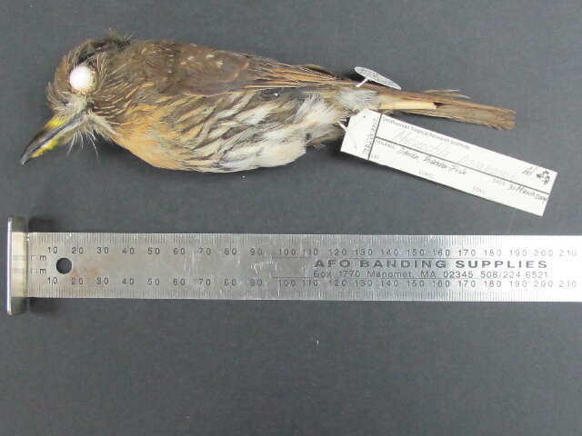 Image of White-whiskered Puffbird