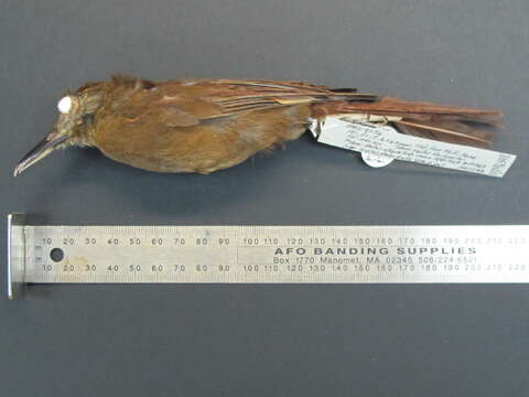 Image of Plain-brown Woodcreeper