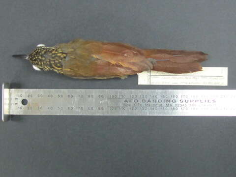 Image of Cocoa Woodcreeper