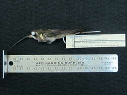 Image of Pale-bellied Hermit