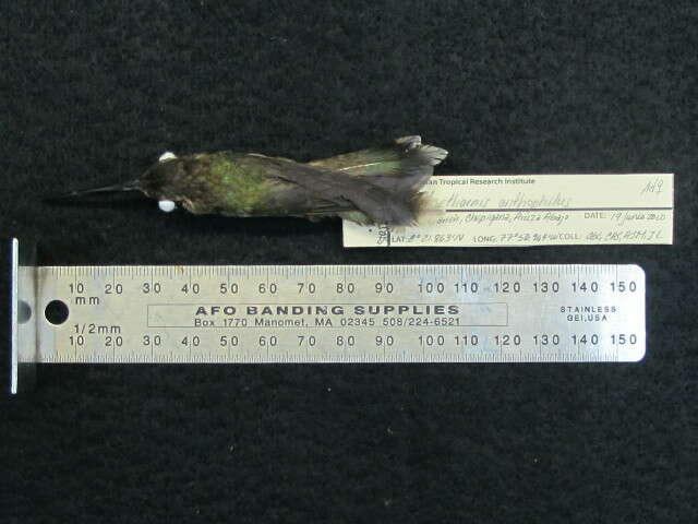 Image of Pale-bellied Hermit