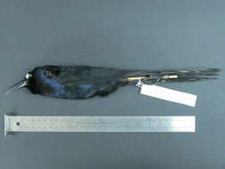 Image of New World blackbirds