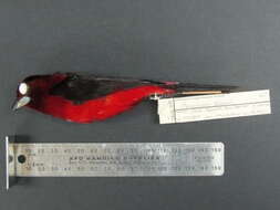 Image of Crimson-backed Tanager