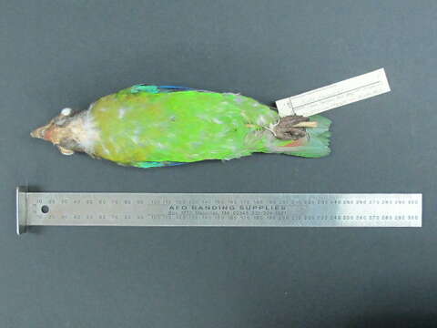 Image of Brown-hooded Parrot