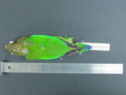 Image of Brown-hooded Parrot