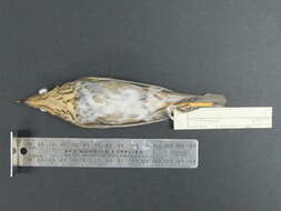 Image of Swainson's Thrush