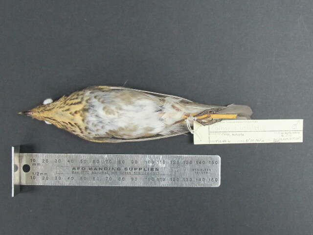 Image of Swainson's Thrush