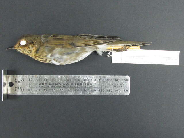 Image of Swainson's Thrush