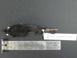 Image of Black Antshrike