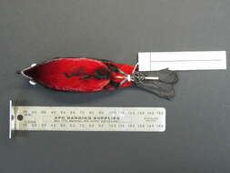 Image of Crimson-backed Tanager