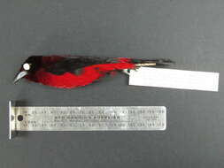 Image of Crimson-backed Tanager