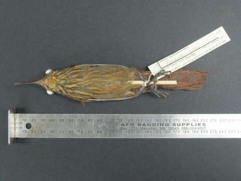 Image of Cocoa Woodcreeper