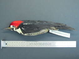 Image of Lineated Woodpecker