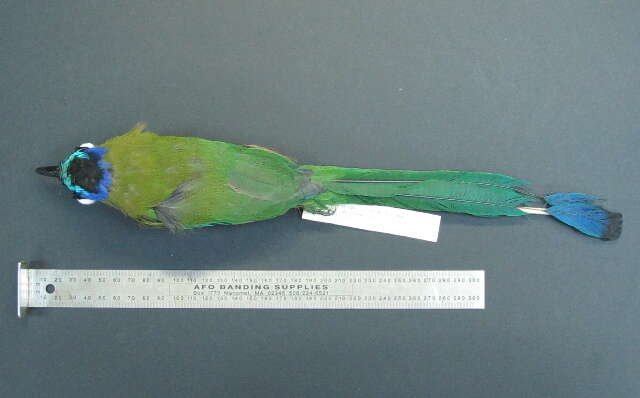 Image of Amazonian Motmot