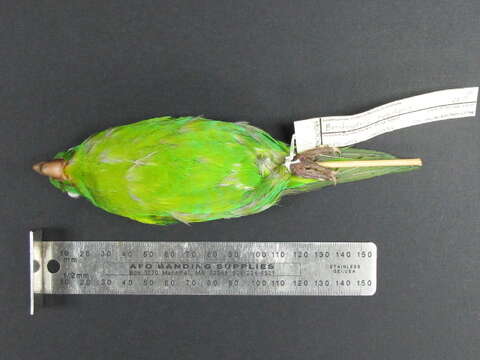 Image of Orange-chinned Parakeet