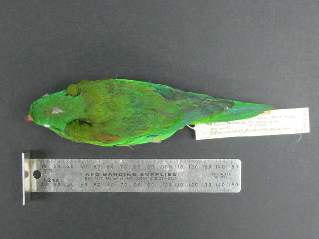 Image of Orange-chinned Parakeet