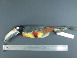 Image of Collared Aracari