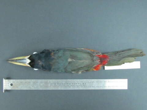 Image of Collared Aracari