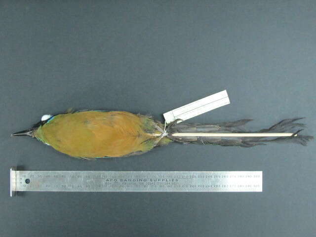 Image of Amazonian Motmot