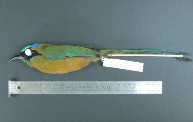 Image of Amazonian Motmot