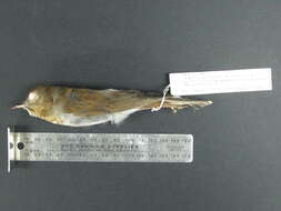 Image of Gray-cheeked Thrush