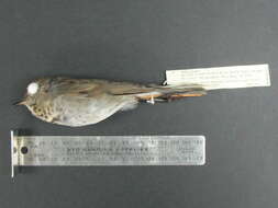 Image of Gray-cheeked Thrush