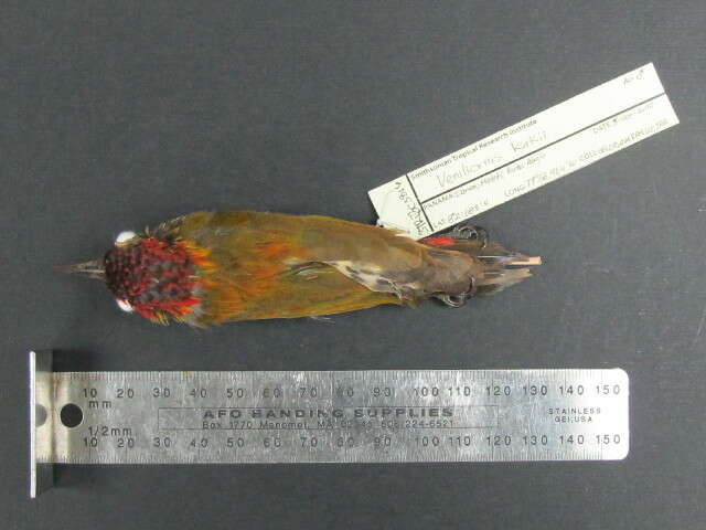 Image of Red-rumped Woodpecker