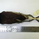 Image of <i>Jacana</i> spinosa × Jacana <i>jacana</i>