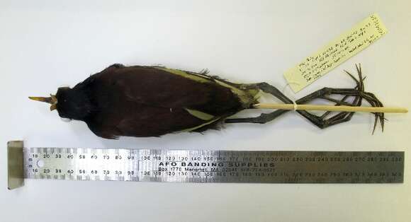 Image of <i>Jacana</i> spinosa × Jacana <i>jacana</i>