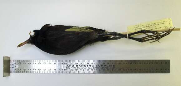 Image of <i>Jacana</i> spinosa × Jacana <i>jacana</i>