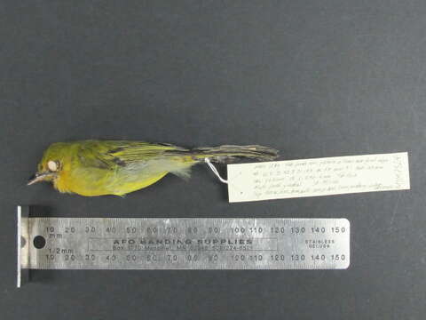 Image of Ochre-lored Flatbill