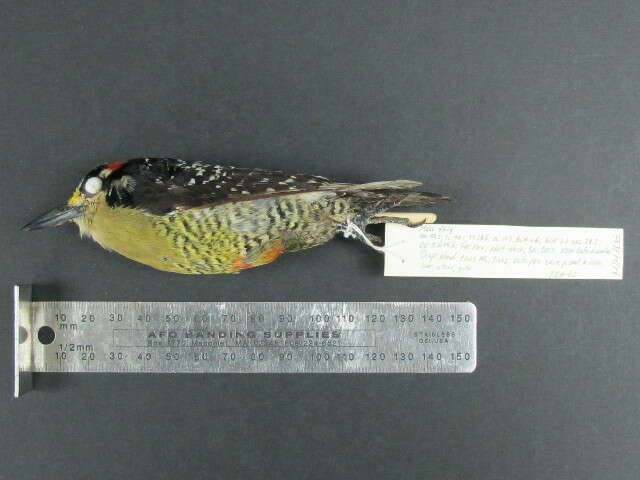 Image of Black-cheeked Woodpecker