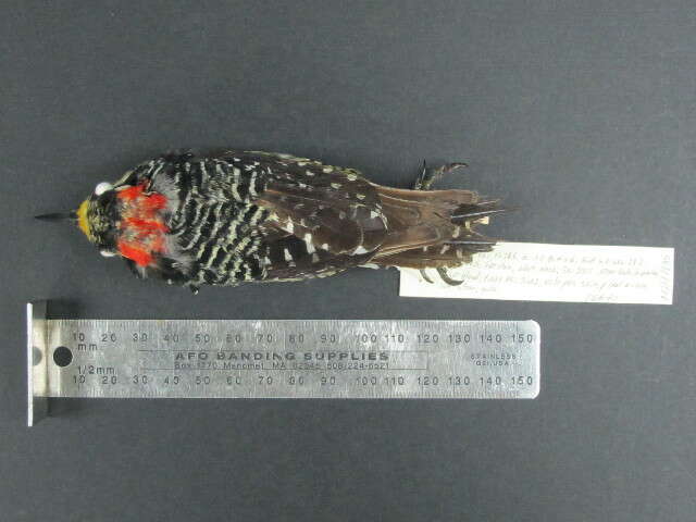 Image of Black-cheeked Woodpecker