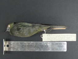 Image of Palm Tanager