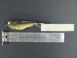 Image of Black-tailed Flycatcher